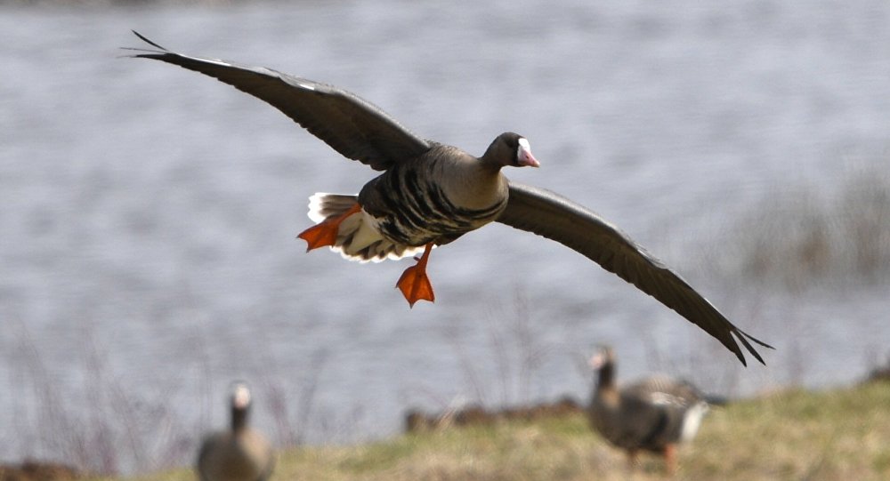 охота на гуся