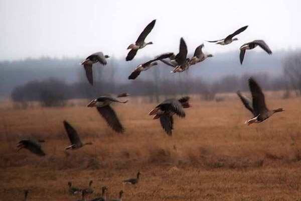 охота на гуся