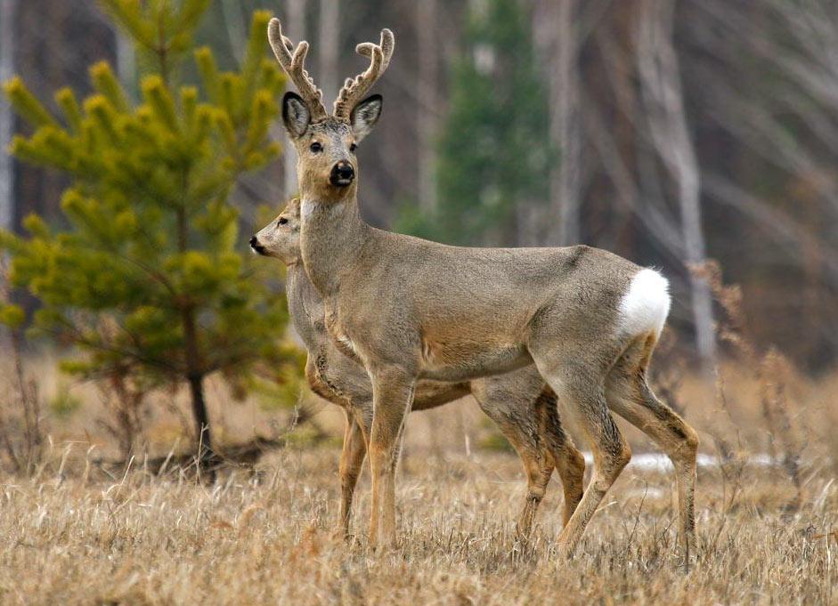 Самец европейской косули