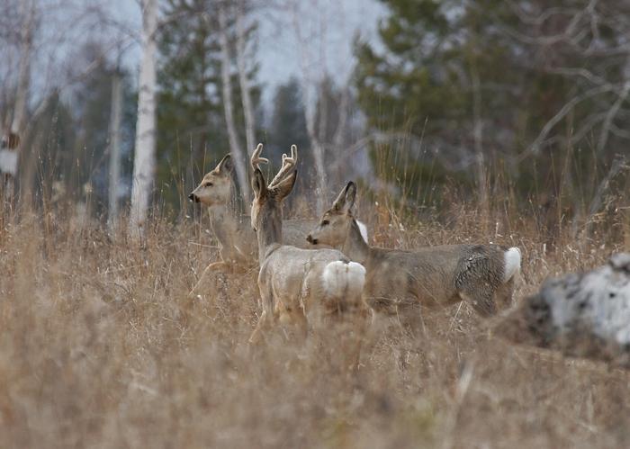 Дистанция для стрельбы по косуле
