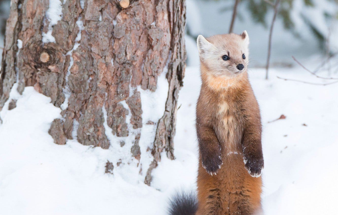 Охота на куницу: способы, секреты, приемы