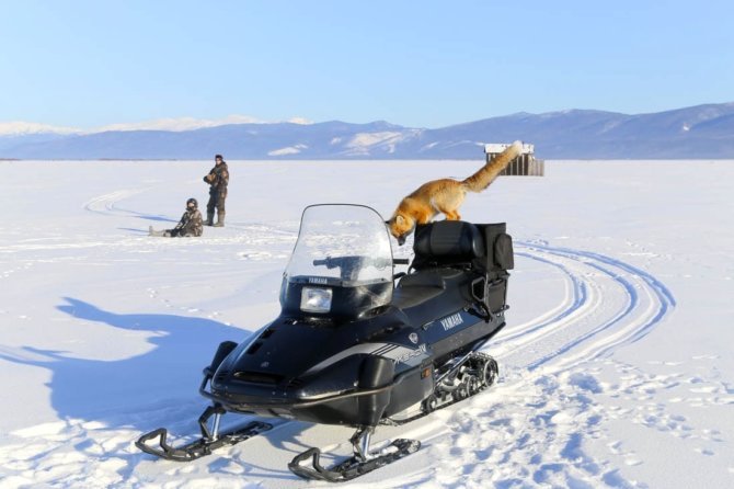 Охота на снегоходах
