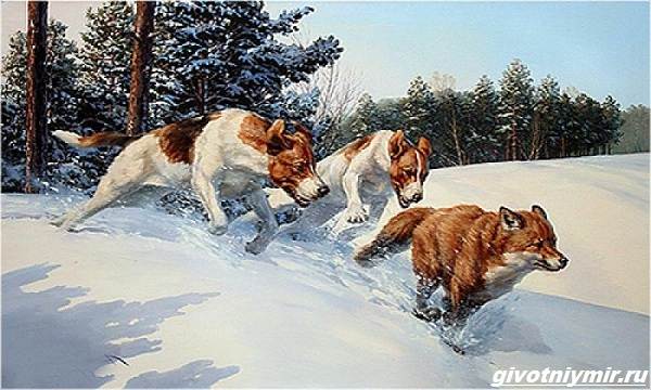 Охота-на-лису-разными-способами-2