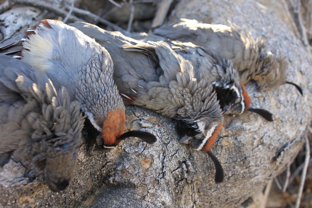Мертвые перепелки.