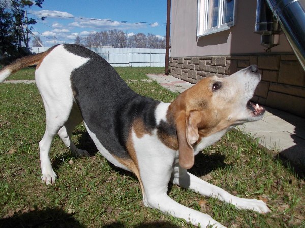 Фотогалерея охота с эстонской гончей фото - 10