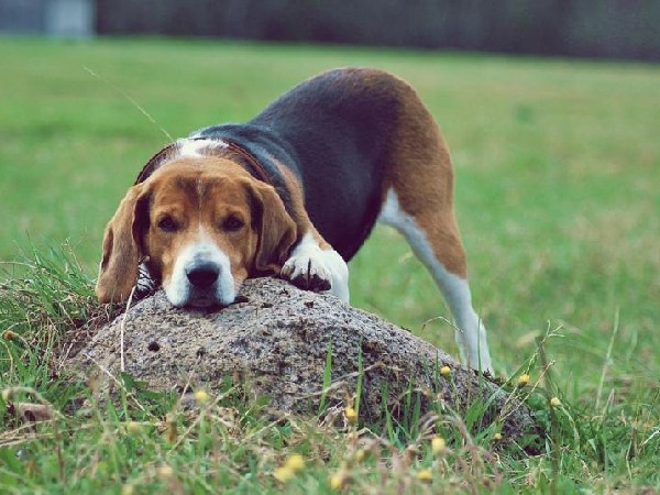 Фотогалерея охота с эстонской гончей фото - 8