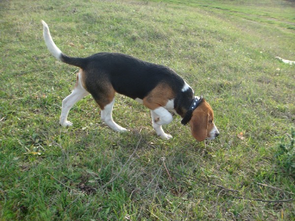 Фотогалерея охота с эстонской гончей фото - 1