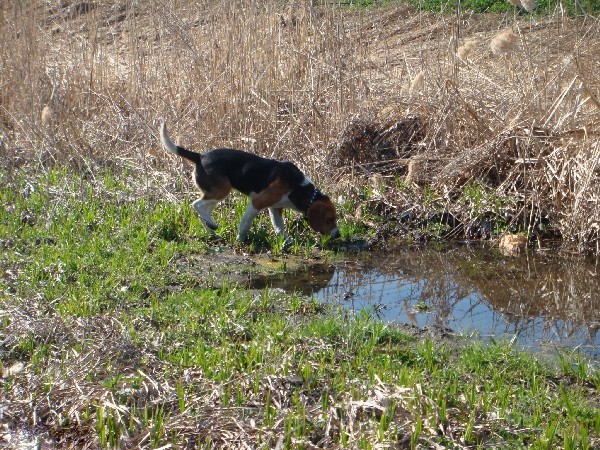 Фотогалерея охота с эстонской гончей фото - 6