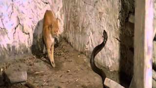 Кот против Кобры (фрагмент из к/ф Змея в тени Орла)(, 2013-03-02T07:31:44.000Z)