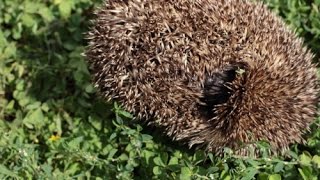 Ежик обыкновенный. Европейский еж в дикой природе(Ежик – это ночное животное, встретить которого можно как в дикой природе: в лесу, поле, овраге, так и в населе. 2014-09-02T16:55:29.000Z)