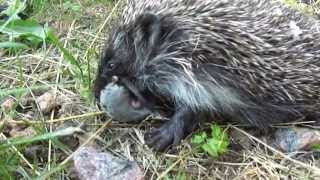 Еж ест мышь(пойманную кошкой., 2013-08-22T21:27:29.000Z)