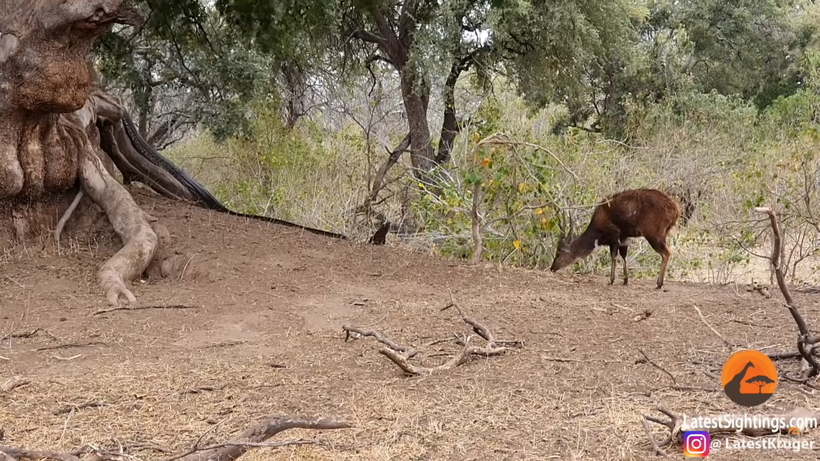 Видео: Антилопа не замечает, что на нее охотится огромный питон