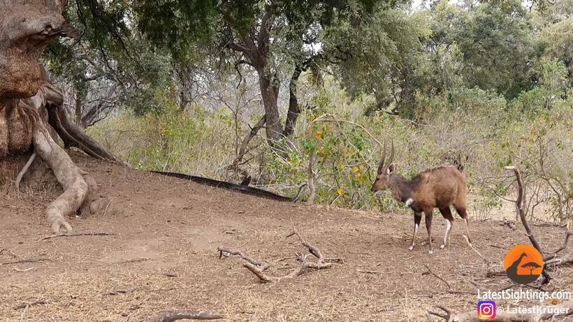 Видео: Антилопа не замечает, что на нее охотится огромный питон