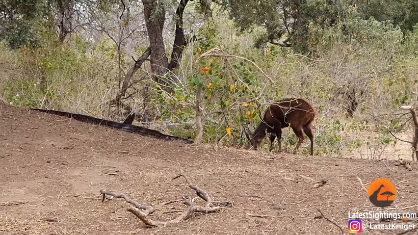 Видео: Антилопа не замечает, что на нее охотится огромный питон