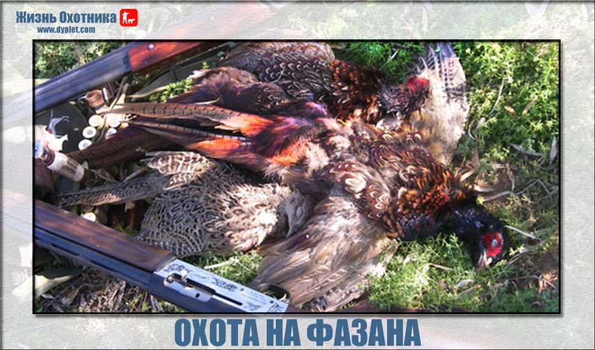 Охота на фазана