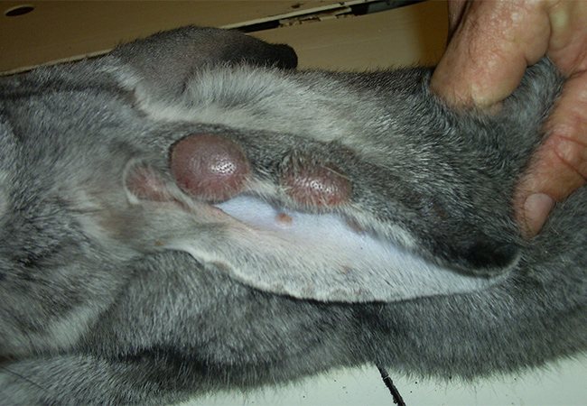 Опухоль на подбородке у кролика