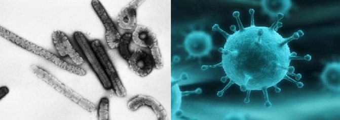 вирус геморрагической болезни кроликов