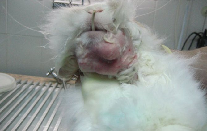 Опухоль на подбородке у кролика