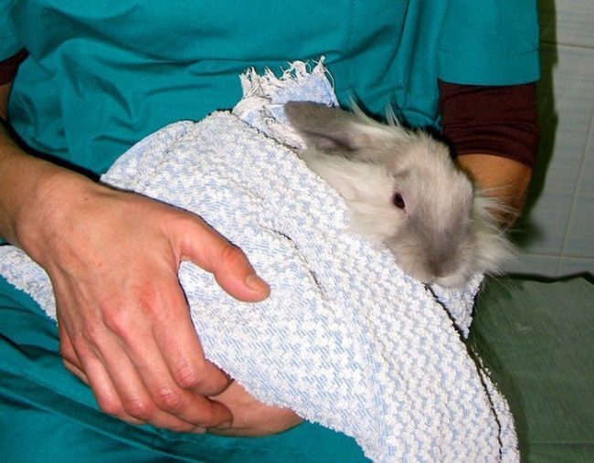 Опухоль на подбородке у кролика