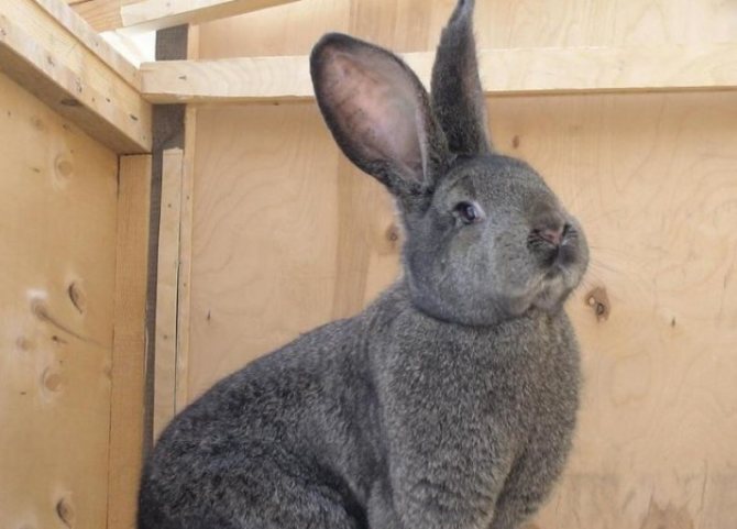 Опухоль на подбородке у кролика