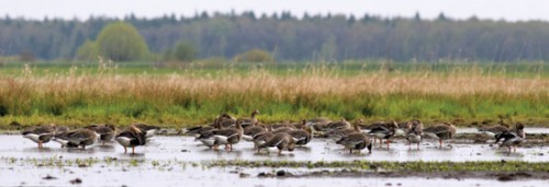 Охота на гусей весною.