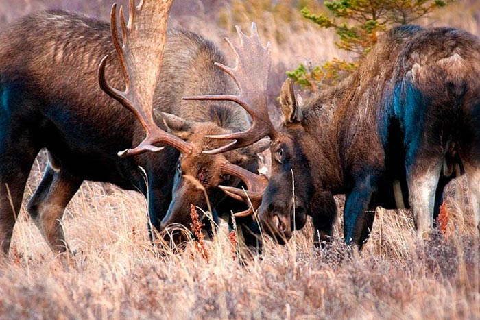 Столкновение лосей за самку