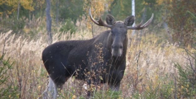 В период гона рога у лося чистые от шерсти