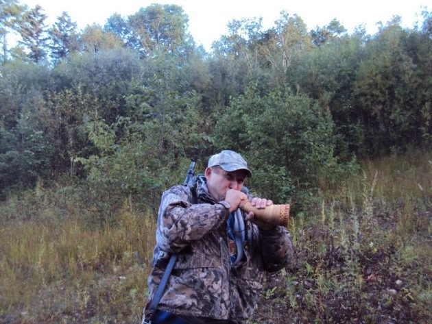 Использование ревы во время охоты на лося