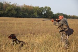 Правила охоты на перепела