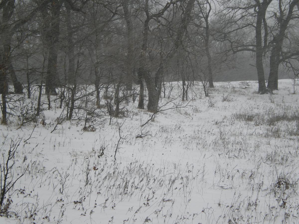 Охота на зайца в одиночку с подхода