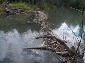 плотина бобра