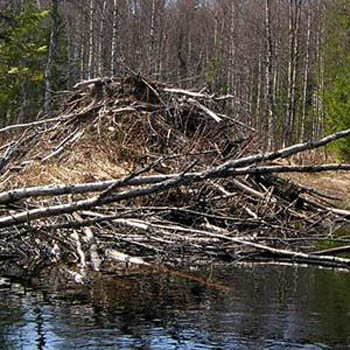 хатка бобра