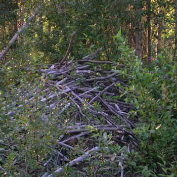 хатка бобра