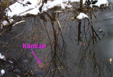 капкан в воде