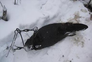 бобр в капкане