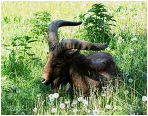 Охота на дагестанского тура