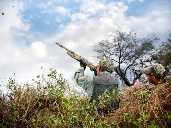 Охота на диких голубей