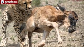 Гепарды съели антилопу сразу после рождения(Все мы с удовольствием смотрим на снимки детенышей разных животных - такие они трогательные. И вот мама. 2014-02-03T14:10:31.000Z)