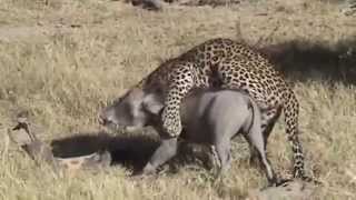 Леопард на охоте Выследил и убил кабана(Леопард на охоте Выследил и убил кабана., 2014-08-20T20:15:25.000Z)