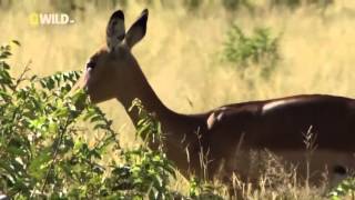 Бросок леопарда на антилопу с дерева(В этом видео показан бросок леопарда на антилопу с вершины дерева., 2014-03-24T09:02:53.000Z)