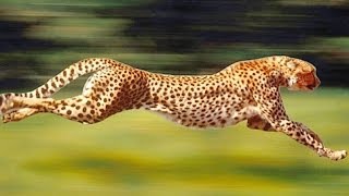 Гепард обгоняет Ferrari(Ученые выяснили, что гепарды не только самые быстрые среди всех наземных животных но и невероятно маневрен. 2013-06-13T11:50:23.000Z)