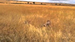 Африка. Сафари. Охота гепардов(, 2013-03-12T15:47:56.000Z)