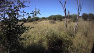 Охота на гепарда!(Было опасно!, 2011-07-10T17:36:50.000Z)