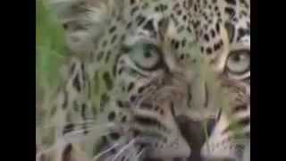 Жестокий мир хищников.Охота на охотника.Лев убивает гепарда.(, 2015-09-13T09:00:42.000Z)