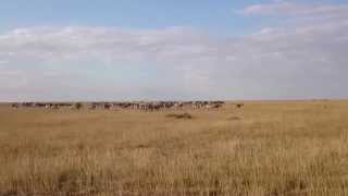 Охота гепардов-начало(Описание., 2015-08-05T21:25:10.000Z)