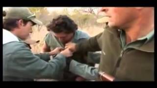 Охота на леопарда(Предсмертный поцелуй гепарма., 2014-09-12T07:51:19.000Z)