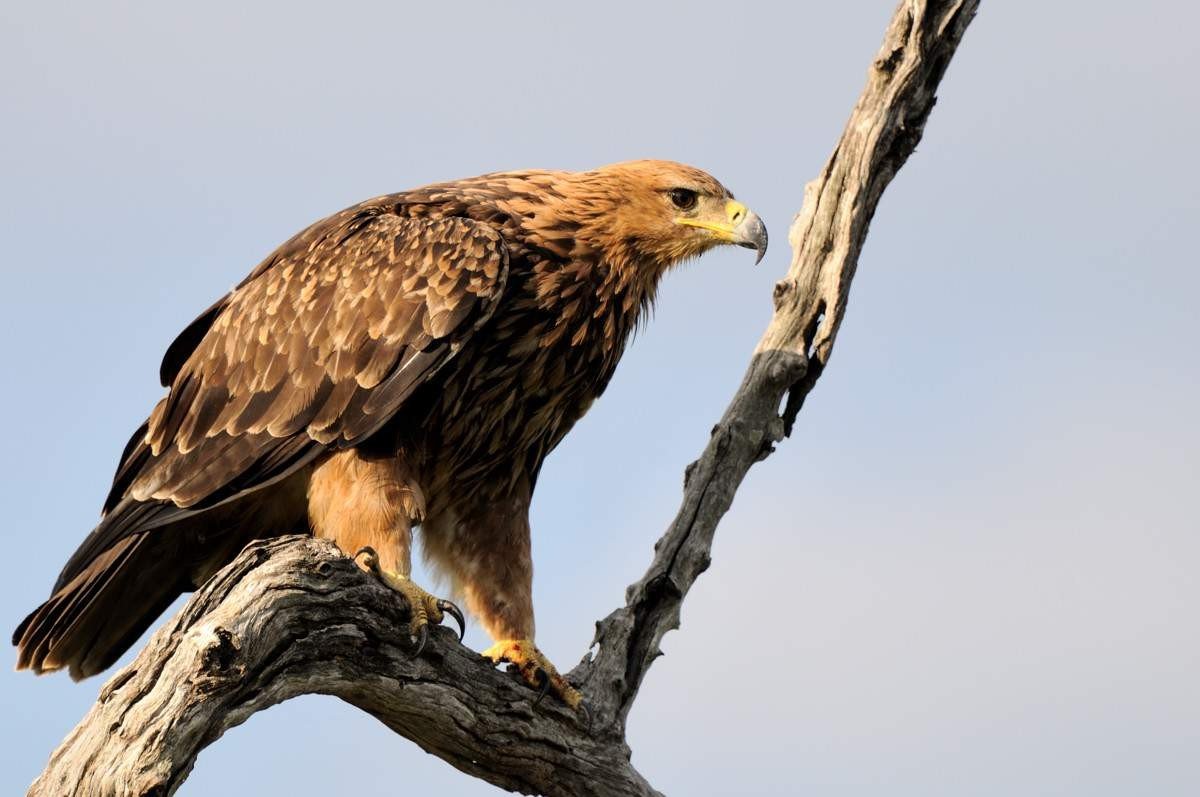 Степной орел охотится на мелких грызунов, но иногда покушается и на более крупных животных.