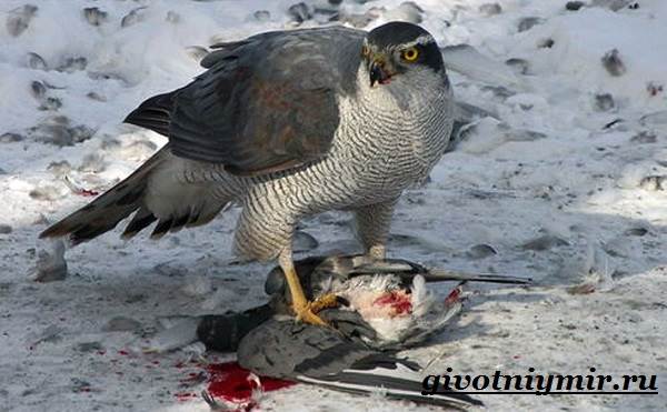 Ястреб-птица-Образ-жизни-и-среда-обитания-ястреба-6