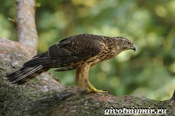 Ястреб-птица-Образ-жизни-и-среда-обитания-ястреба-3