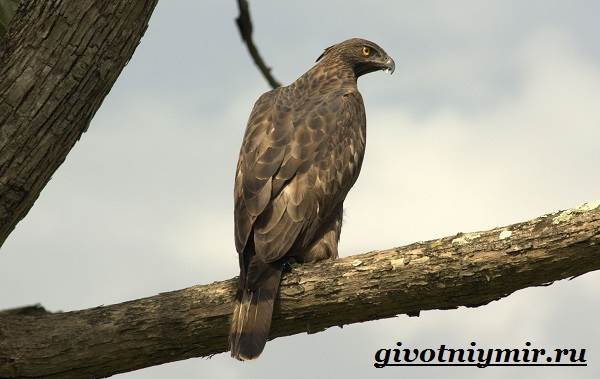 Ястреб-птица-Образ-жизни-и-среда-обитания-ястреба-4